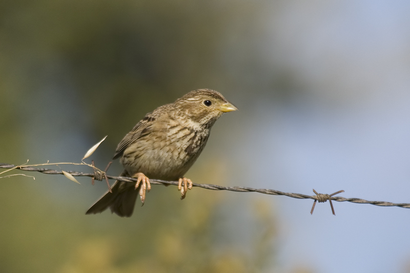 Emberiza calandra
