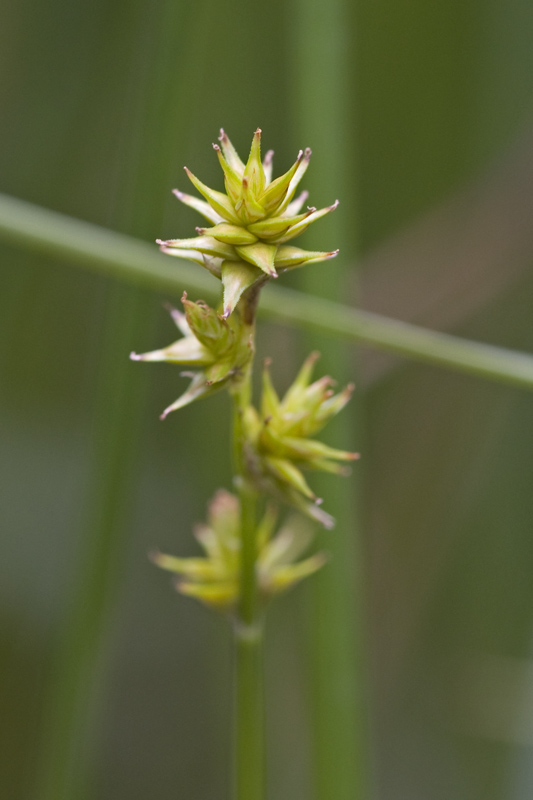 Carex echinata