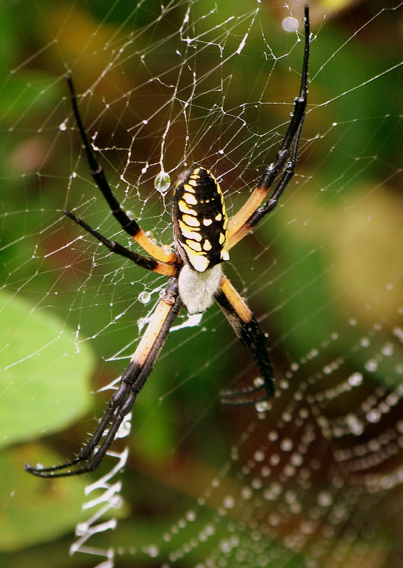 Black & Yellow Argiope