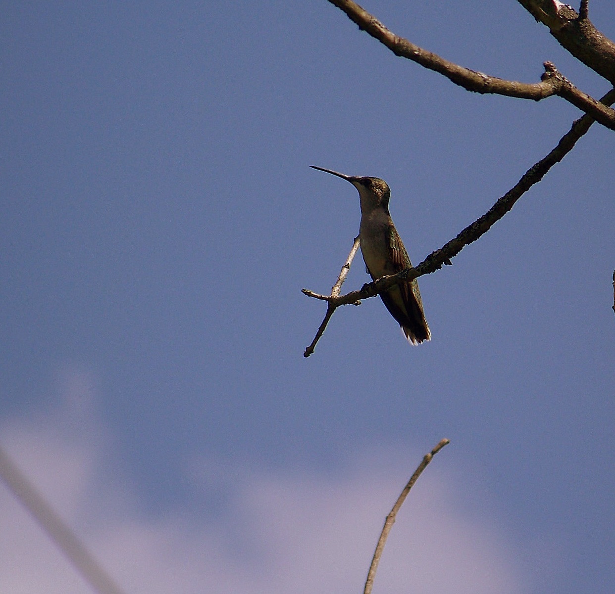 Female Ruby-throated Hummingbird