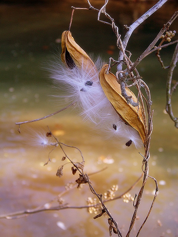 Honeyvine Milkweed Pods