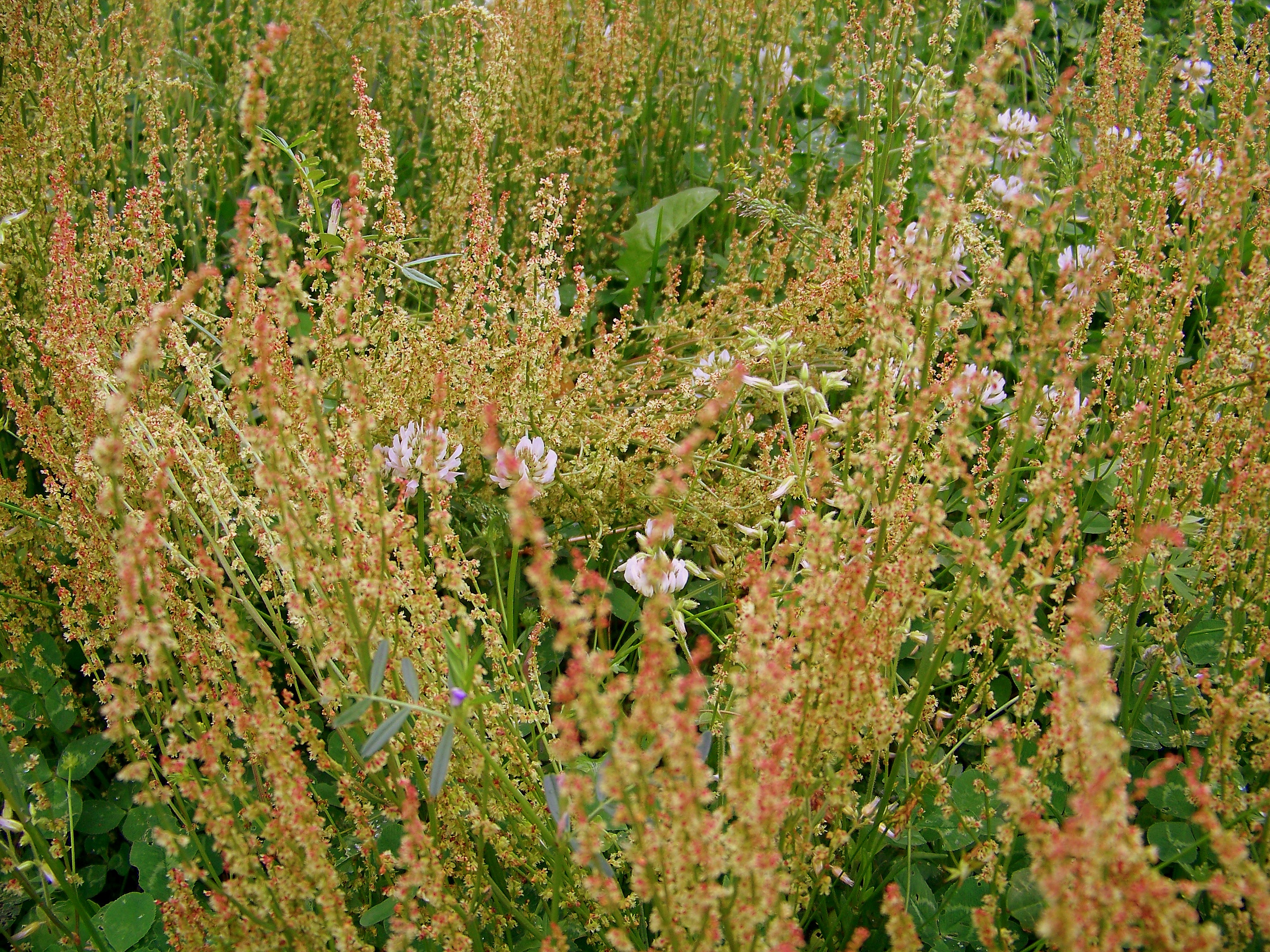 Sheep Sorrel