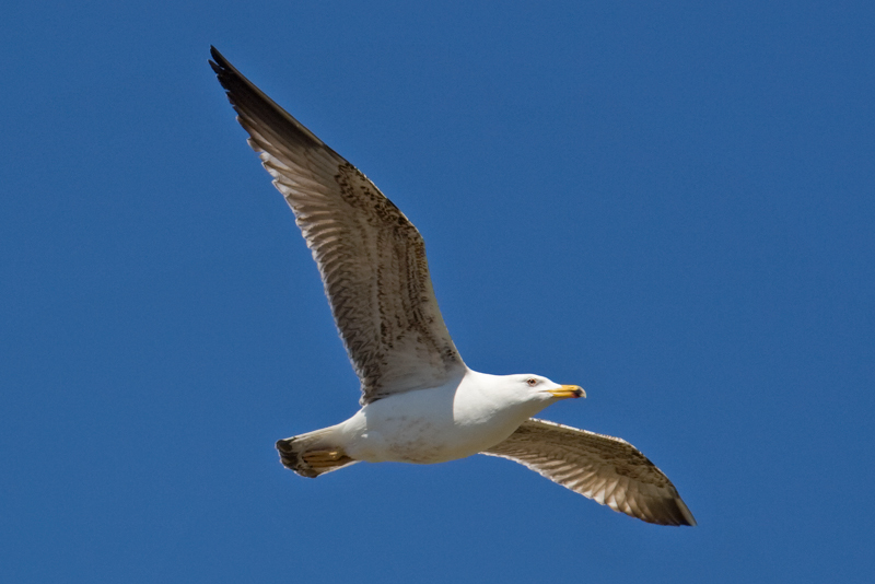 Yellow-legged Gull  (Larus cachinnans)