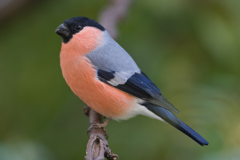 Bullfinch  (Pyrrhula pyrrhula)