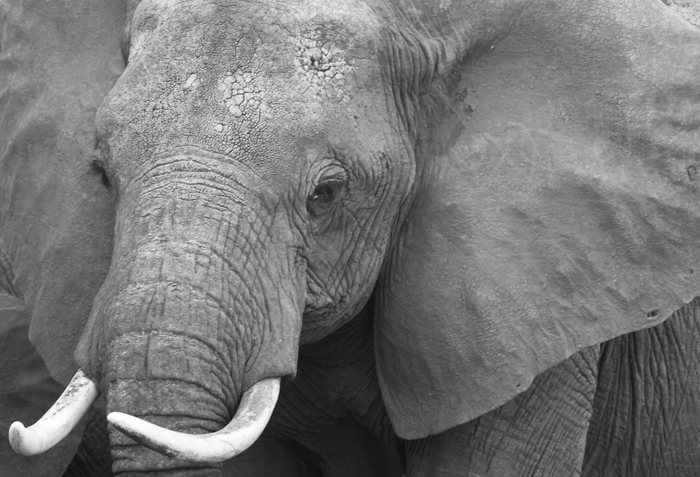 elephant-I.jpg