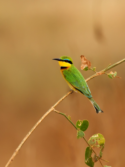 Little-Bee-eater-III.jpg