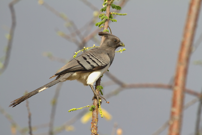 White-bellied-Go-away-bird.jpg