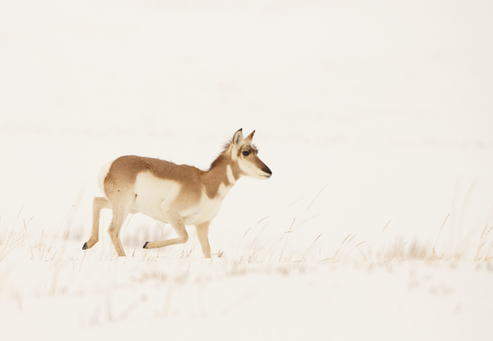 pronghorn_0201.jpg