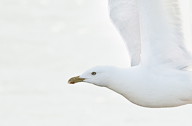 2nd Place<br>Seagull - White on White<br>Troy