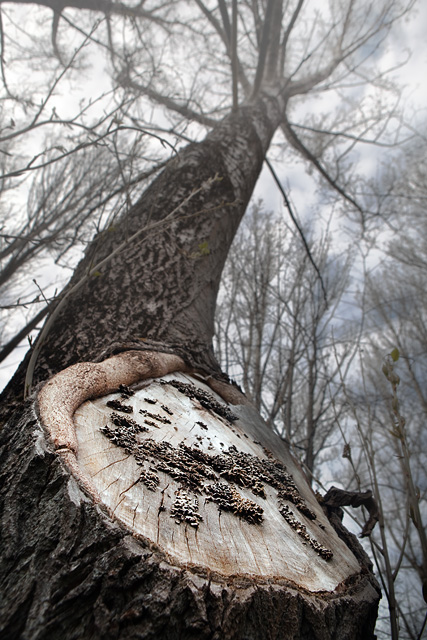 Old tree