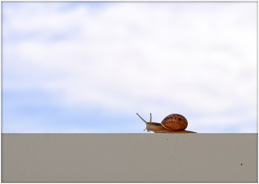 First - Escargot contemplating thirds by Najinsky