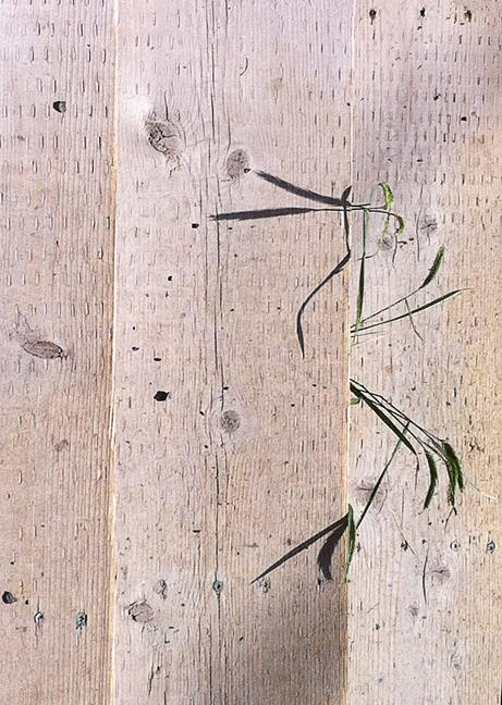 Weeds On Board