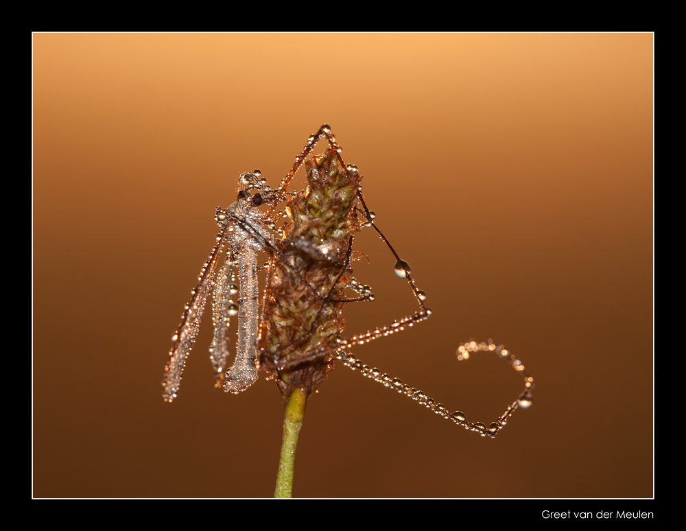 4176  crane-fly in dew / langpootmug