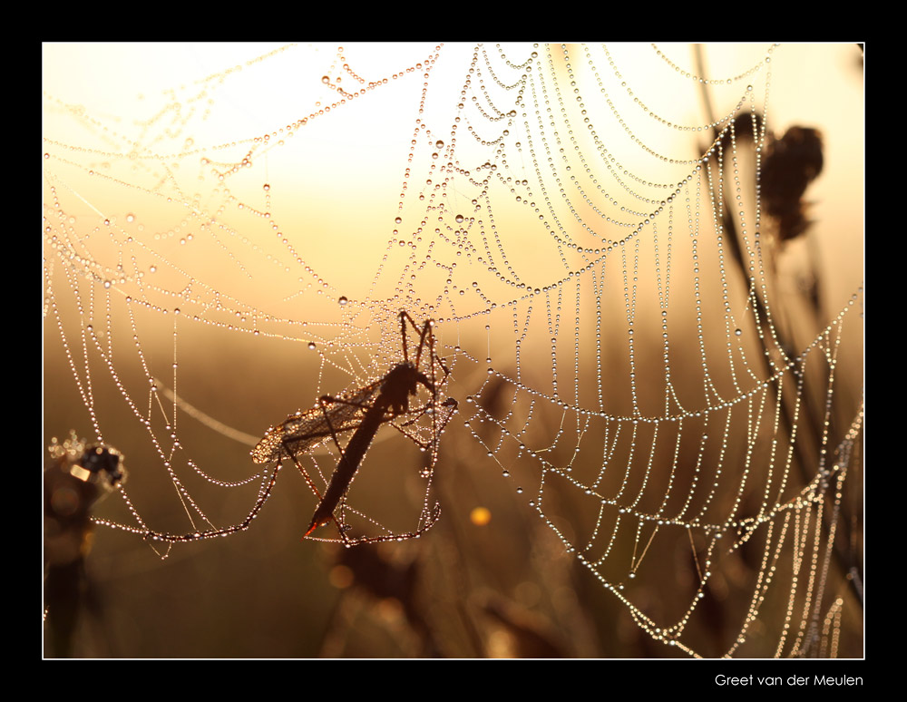 104184  cranefly in dew / langpootmug-in-web-met-dauw