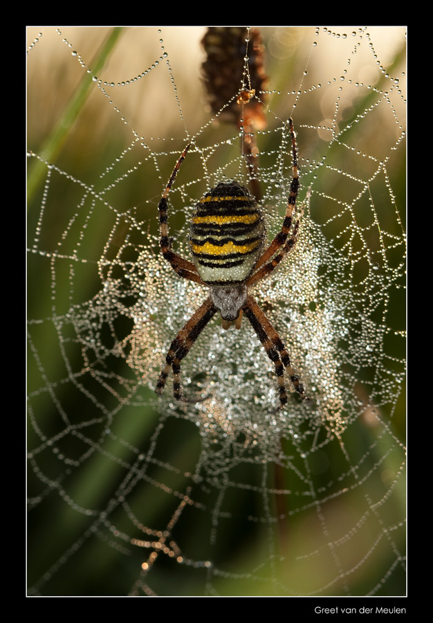 4225 waspspider in dew