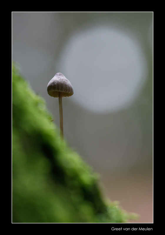 7728  mycena