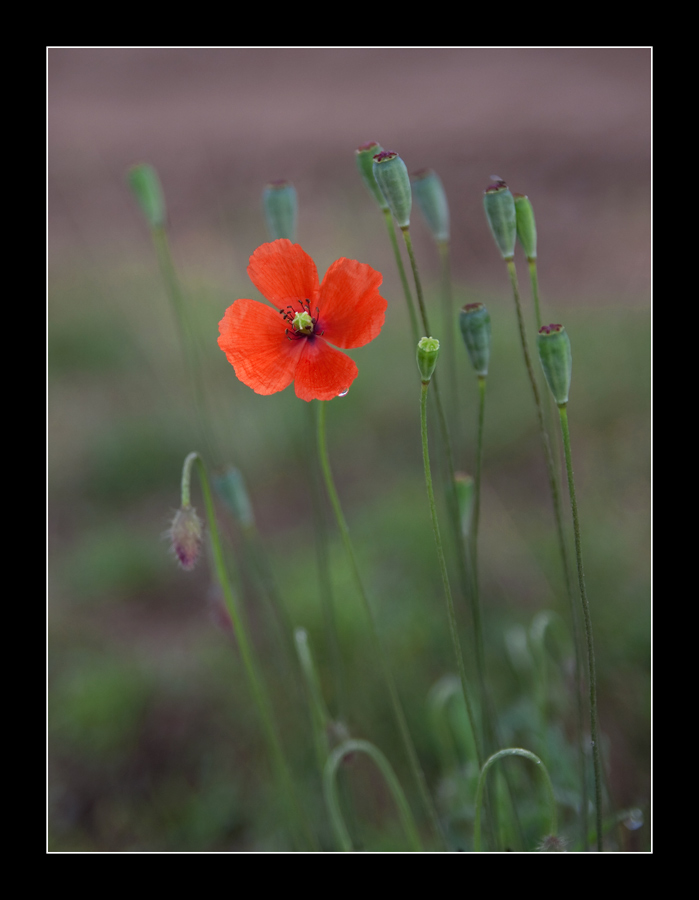 4756  poppy