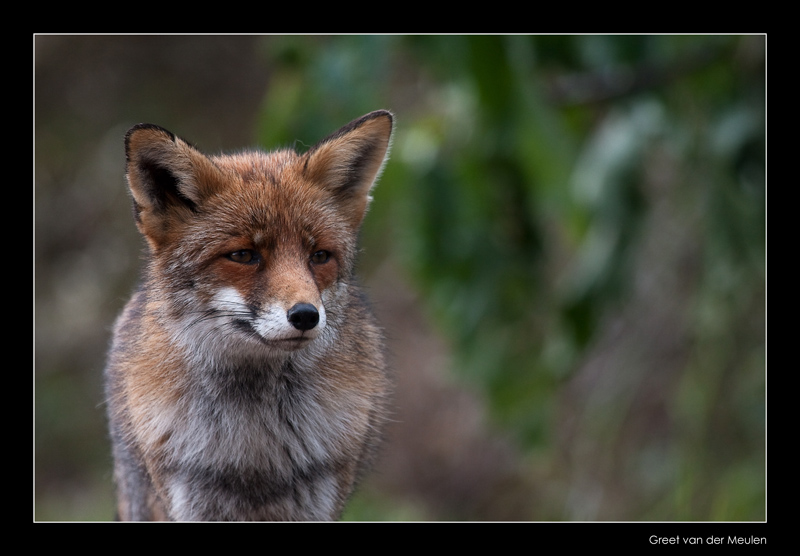 1865 fox
