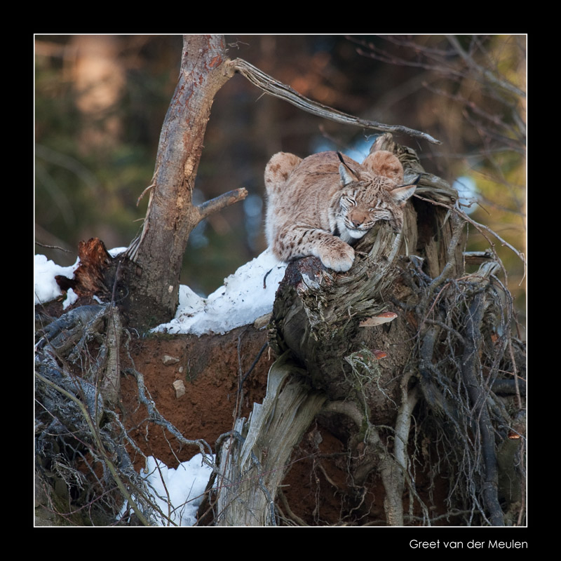 8077 lynx rubbing stump (C)