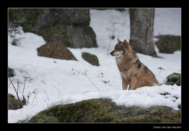 9170 wolf in falling snow (c)