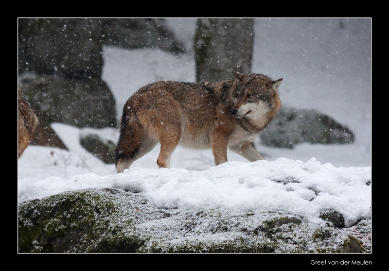 9293 walking wolf in falling snow (c)