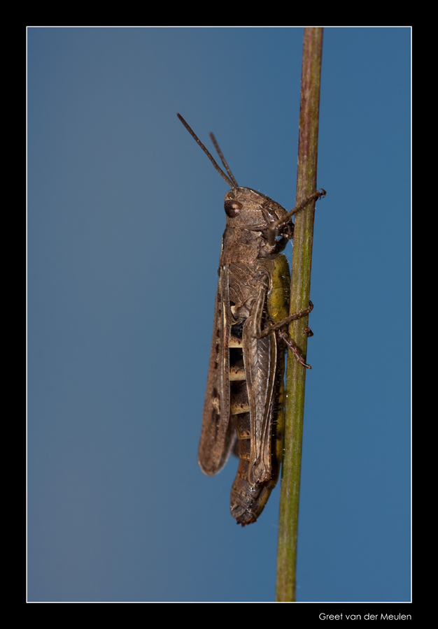 5822 grasshopper