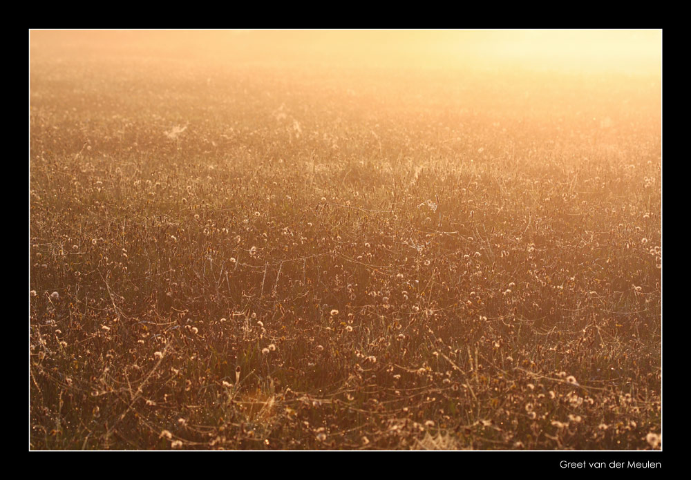 4170 early morning meadow