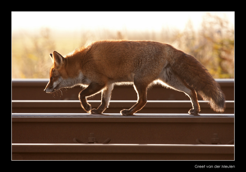 1121 fox on railway