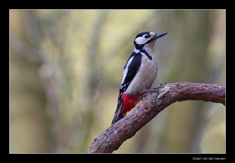 0371 great spotted woodpecker