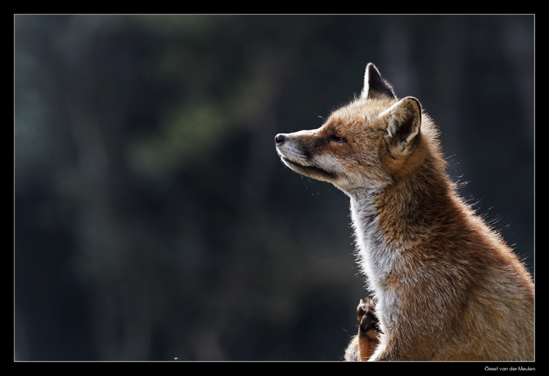 0588 scratching fox