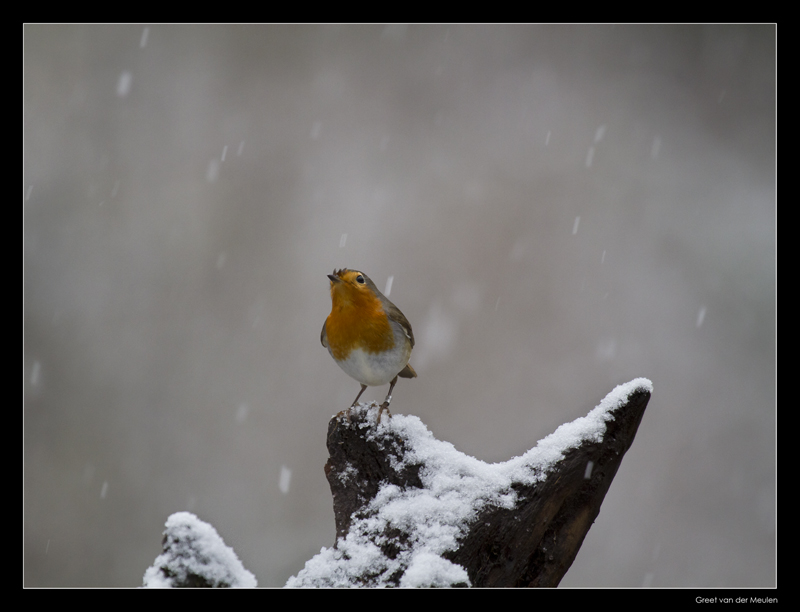 3175 robin in snow