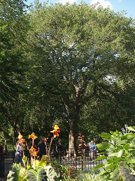 Hare Krishna Tree N.Y.