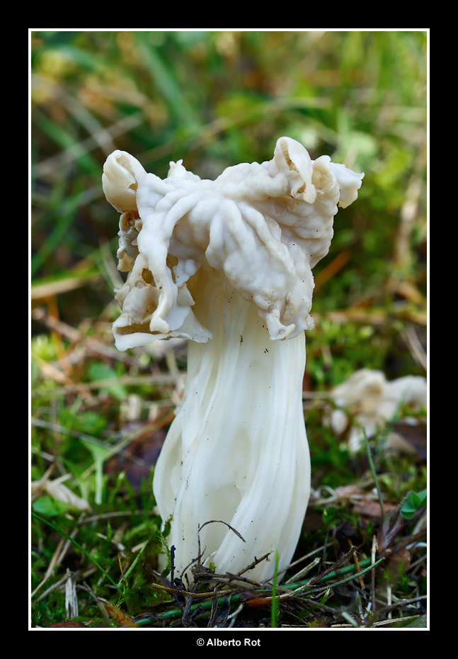 Helvella crispa