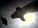 Videoclip #1 - Sharks and Rays from the underwater Aquarium