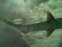 Videoclip #2 - More sharks and rays at the underwater Aquarium