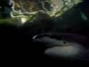 Videoclip #3 - Murky big shark from the underground Aquarium