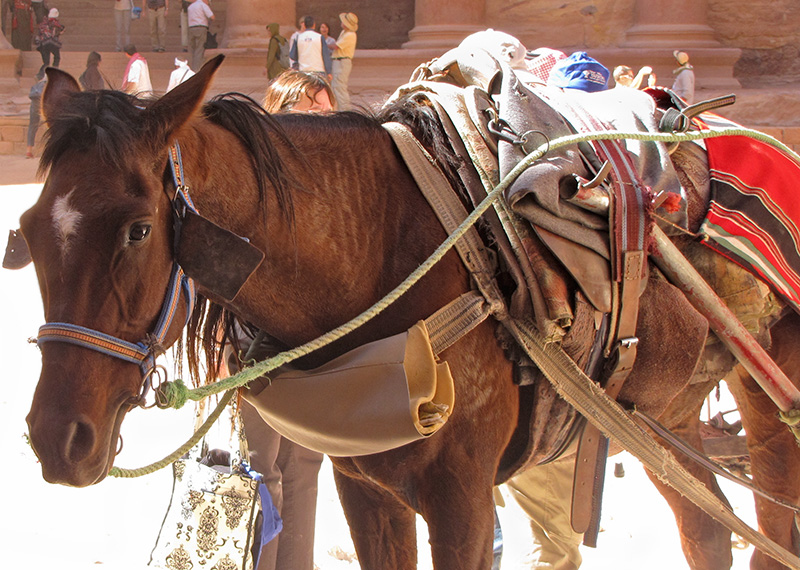 Plaza - carriage horse