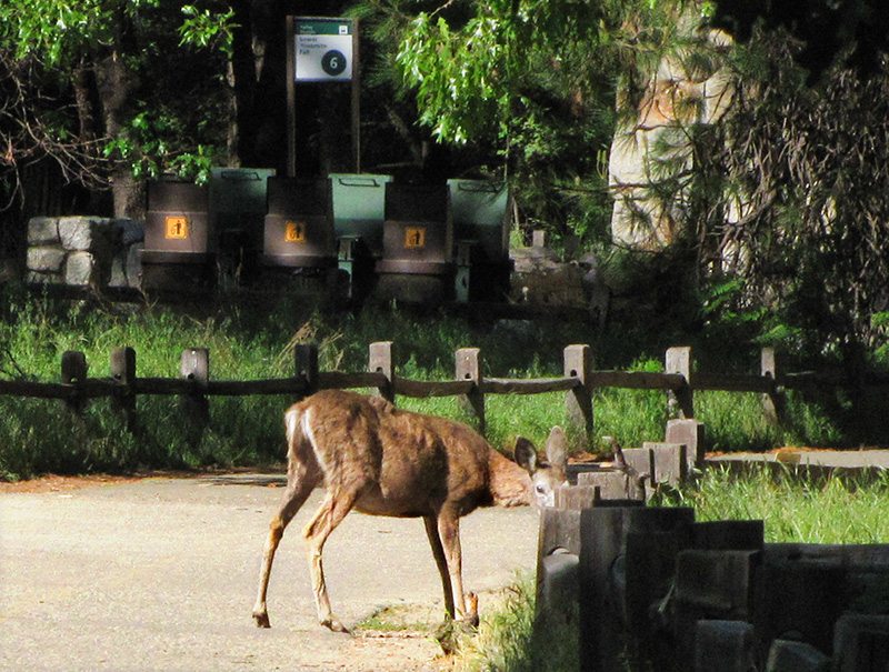 A zoom-in on a deer down the road .  Didnt realize he is starving.  Unusual there. #2520