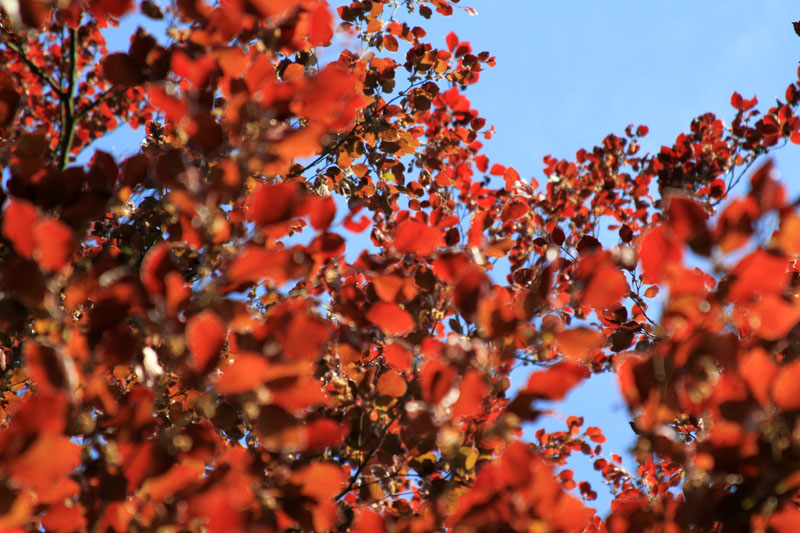 red leaves