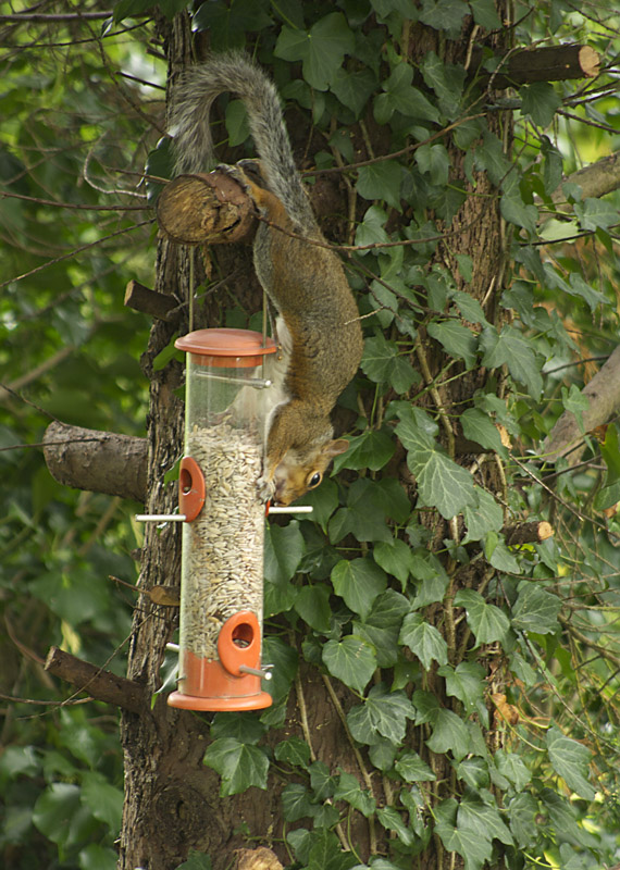 cheeky Squirrell