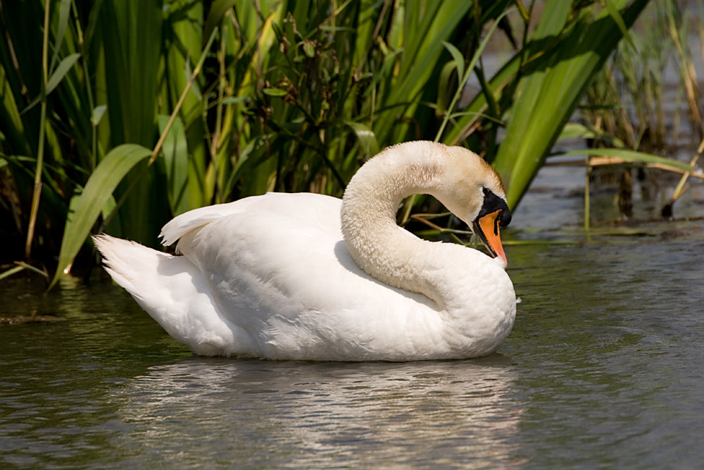 Mute Swan