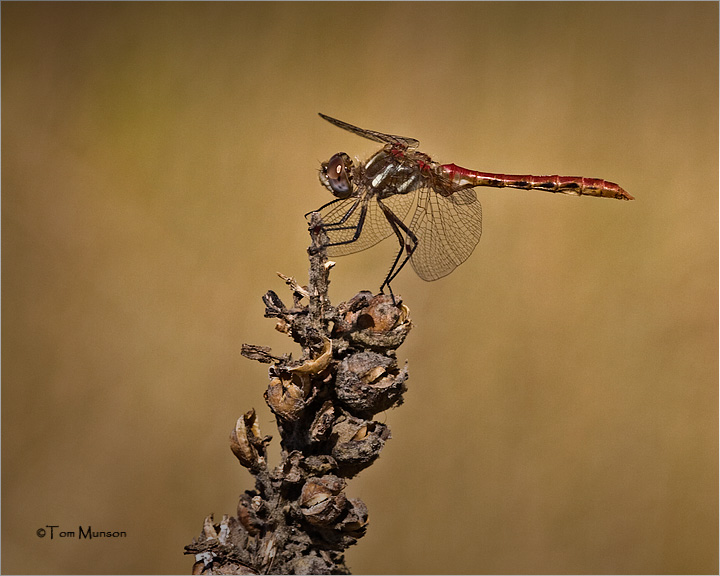  Striped Meadowhawk