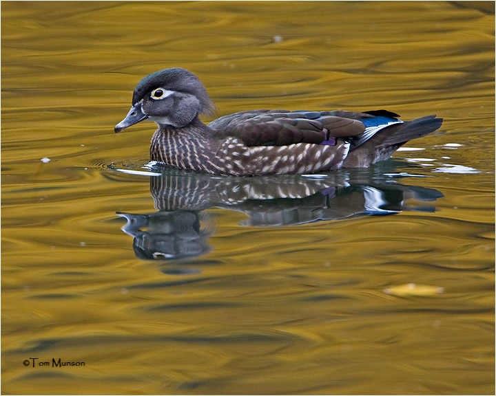  Wood Duck  (female)