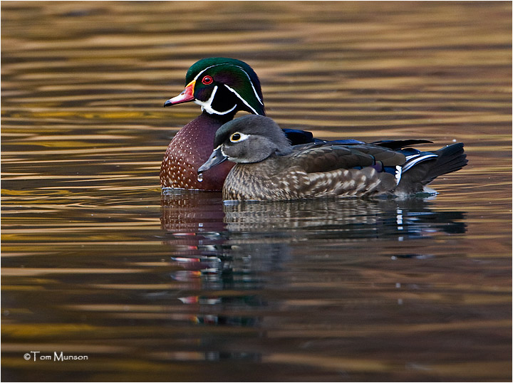  Wood Ducks