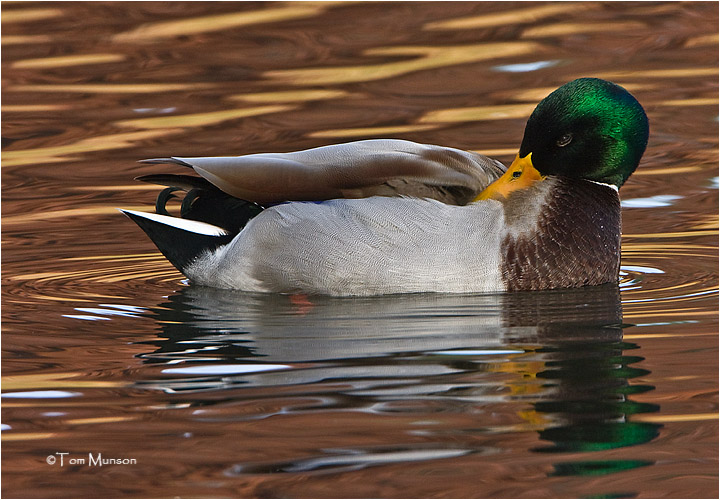  Mallard