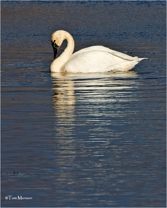  Tundra Swan