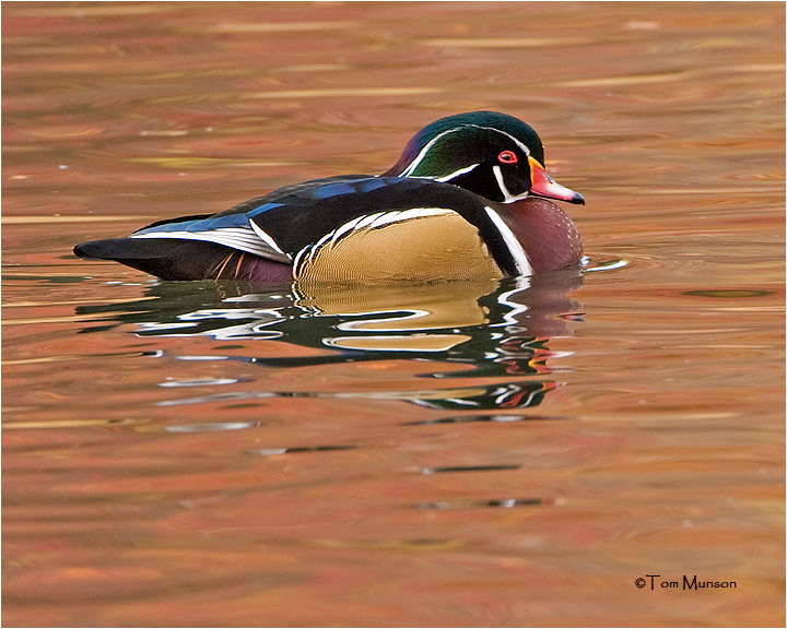  Wood Duck