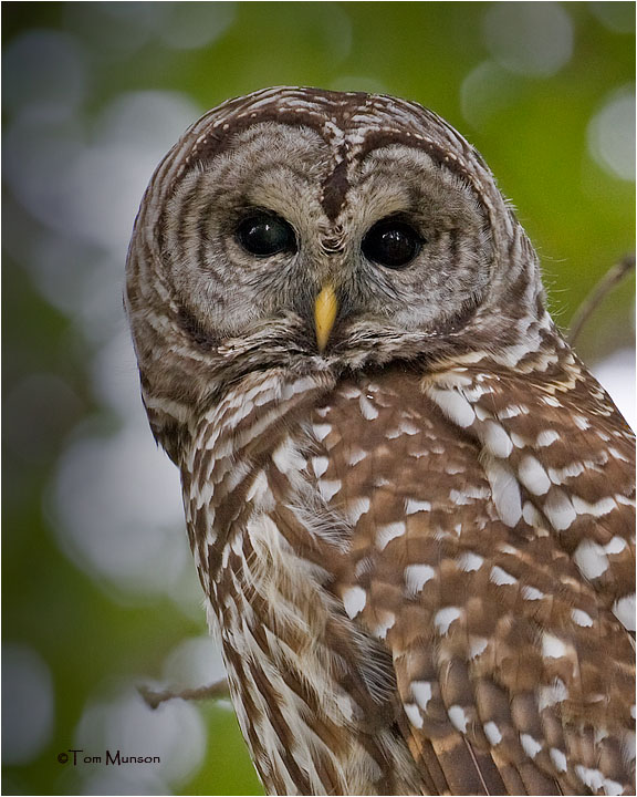  Barred Owl