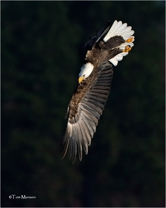  Bald Eagle