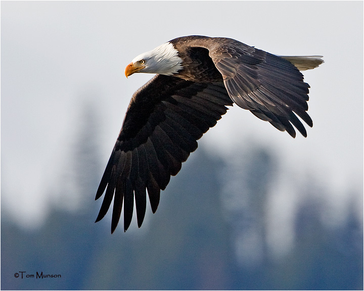  Bald Eagle